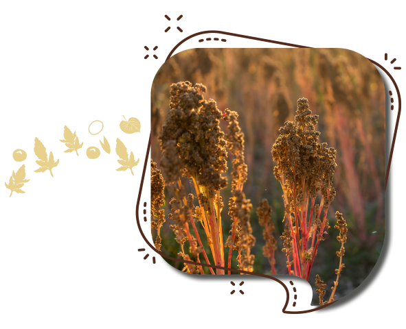 Filiera Quinoa
