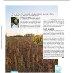 Millionaire Coltivare la Quinoa